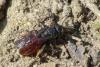 Sphecodes sp.